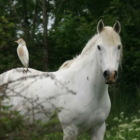 La Sellerie Charmante Au Milieu D'une Ile Dom wakacyjny Canehan